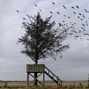 Træ med balkon og fugle, 2020