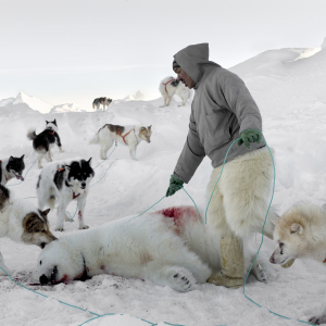 Markus with Polar Bear and Dogs, 2016